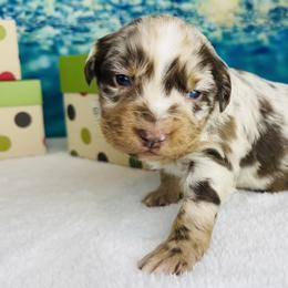 Haven - Red merle female Australian Shepherd puppy in West Union, Iowa from Boundless Hearts Australian Shepherds LLC