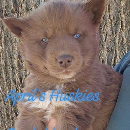 Dark blue boy - Red and white male Siberian Husky puppy in Terre Haute, Indiana from April's Huskies