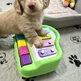 Dachshund Puppies from Primo Dachshunds