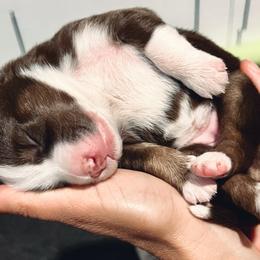 Australian Shepherd Puppies from SoCo Aussies