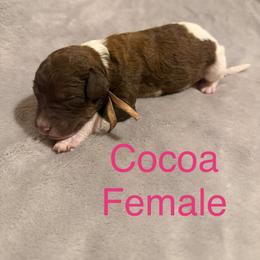 Cocoa - Parti female Poodle puppy in Piqua, Kansas from Legacy Farms Standard Poodles