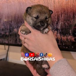 TANO - Red male Shiba Inu puppy in Minnesota from BonsaiShibas