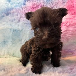 Betsy - Liver female Miniature Schnauzer puppy in Chattanooga, Tennessee from Oodles of Cuties!
