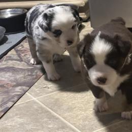 Miniature American Shepherd Puppies from Bond’s MAS