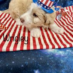 Aussiedoodle and Bordoodle Puppies from Holland Hilltop Farm