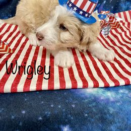 Aussiedoodle and Bordoodle Puppies from Holland Hilltop Farm