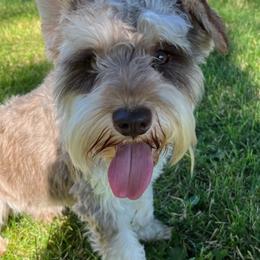 Miniature Schnauzers and Poodles from Rose Brook Family Farms
