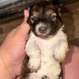 Shaggy - Piebald male Dachshund puppy in Hornbeck, Louisiana from A&Z Mini Dachshunds
