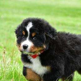 Rick - Black rust and white male Bernese Mountain Dog puppy in Millersburg, California from Smith Farms and Kennels