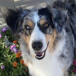 Australian Shepherds from Bradshaw Ridge Aussies