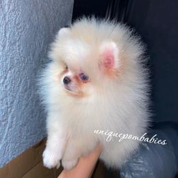 Pomeranian Puppies from Uniquepombabies