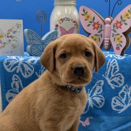 Royal Blue - Yellow male Labrador Retriever puppy in Heath Springs, South Carolina from Rich Hill Retrievers