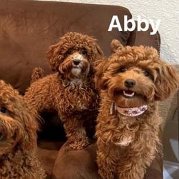 Abby - Poodle