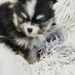 Rival - Black and tan female Pomeranian puppy in Harrisonville, Missouri from Cindy's Pomeranians