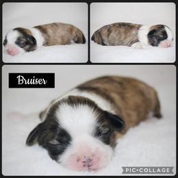 Bruiser - Brindle and white male Shih Tzu puppy in Pennsylvania from Manor Hills Shih Tzus