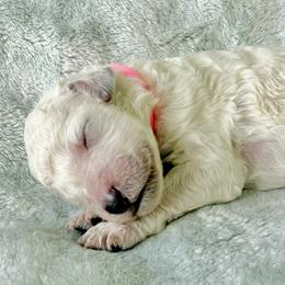 Girl 3 - White female Poodle puppy in Screven, Georgia from Dreamland Standard Poodles