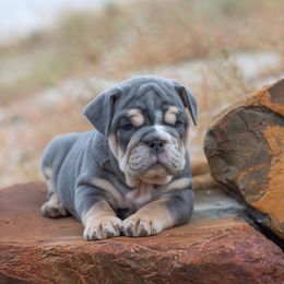 Bulldog Puppies from Badger Canyon bulldogs