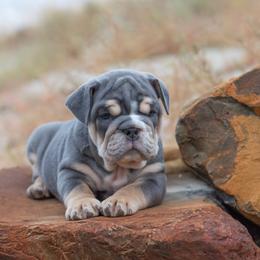 Bulldog Puppies from Badger Canyon bulldogs