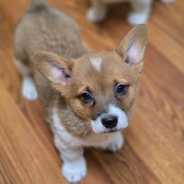 Sable Girl - Sable and white female American Corgi puppy in Clovis, New Mexico from Sweet & Salty Cowdogs