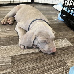 Weimaraner Puppies from Baird Weims - AKC registered