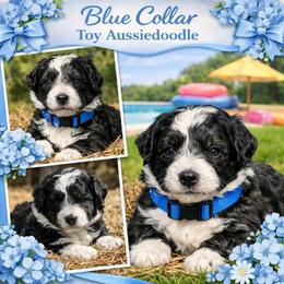 Blue collar toy - Black tri-color male Aussiedoodle puppy in 32046, Florida from River Hill Ranch