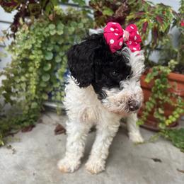 Cleopatra - Parti female Labradoodle puppy in Camden, North Carolina from Oopsie Doodles of NC