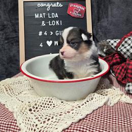 4 pink collar girl - Black and tan female Pembroke Welsh Corgi puppy in Harrisburg, Illinois from Parish Corgis