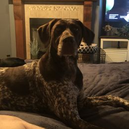Sheba - German Shorthaired Pointer