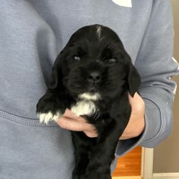 Boy 3 - Black male Cocker Spaniel puppy in Spotsylvania, Virginia from Wilkshire Farm