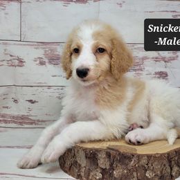 Snickers - Parti male Goldendoodle puppy in Grabill, Indiana from Rose's Doodles