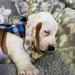 Basset Hound Puppies from Na