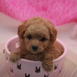 Australian Shepherd, Goldendoodle, and Poodle Puppies from 5AFarms