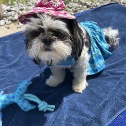 Shih Tzu All Grown Up from Koda Bears Cubs