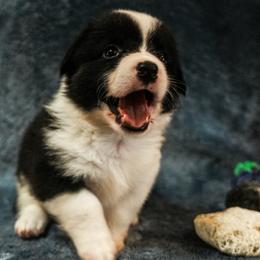 American Corgi, Cardigan Welsh Corgi, and Pembroke Welsh Corgi Puppies from Cal Beach Corgis