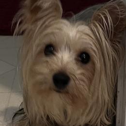 Journee - Yorkshire Terrier