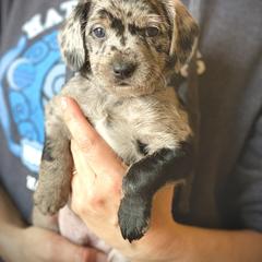 Aussiedoodle and Leopardoodle Puppies from A Puppy Crush