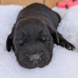 Pink collar - Black and white female Aussiedoodle puppy in Coulee City, Washington from Mr and Mrs Doodle Farm