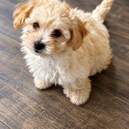 Sandy - Apricot female Maltipoo puppy in Scott, Arkansas from Legacy's Litters