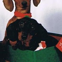 Dachshunds from Real Life Pupps LLC