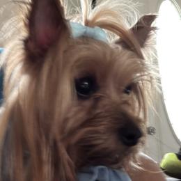 Poodles, Shih Tzus, and Yorkshire Terriers from Precious Pup Royale LLC