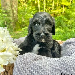 Jane - Black and white female Sheepadoodle puppy in Thornville, Ohio from Four Front Doodles & Friends