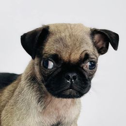 Pugs from Pugs of Texas