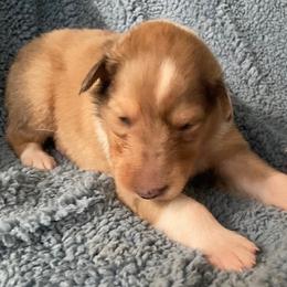 Cliff - Sable merle male Collie puppy in Yulee, Florida from Three Collie Farm