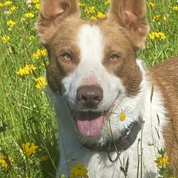 Border Collies from Fluffy Nugget Farm