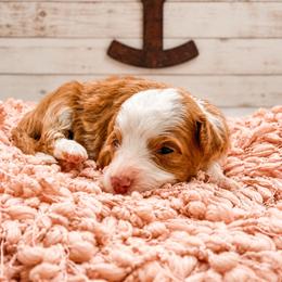Mia - Red female Bernedoodle puppy in Hudson, Indiana from TurkeyCreek-K9