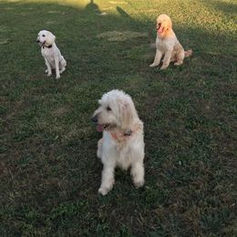 Goldendoodle Puppies from Toneytails Doodles