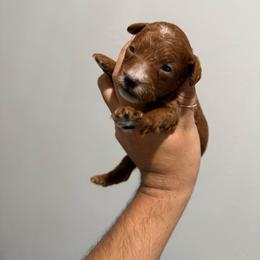 AKC Shadow - Red  male Poodle puppy in Tampa, Florida from The Sweet Life of a Toy Poodle