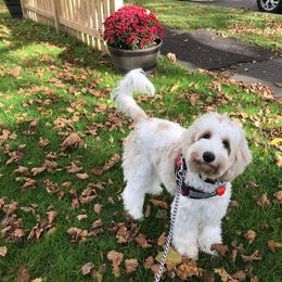 Australian Cobberdog Puppies from Mud Pies Australian Cobberdogs