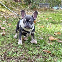 Violet - Tricolors female French Bulldog puppy in Millstone Township, New Jersey from Couture_frenchies_and_pomeranian