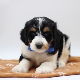 Mr Blue - Black white and tan male English Springer Spaniel puppy in Kendall, New York from Family Raised Doodles